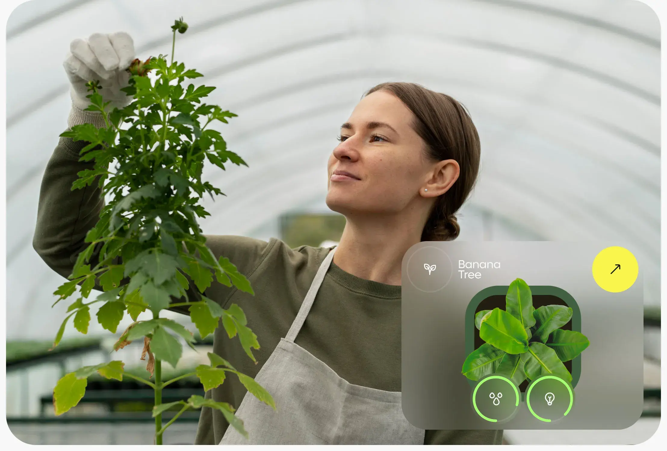 Person gardening among herbs and vegetables, near "Banana Tree" text, showing smart mobile app use in sustainable agriculture. Person gardening among herbs and vegetables, near "Banana Tree" text, showing smart mobile app use in sustainable agriculture.